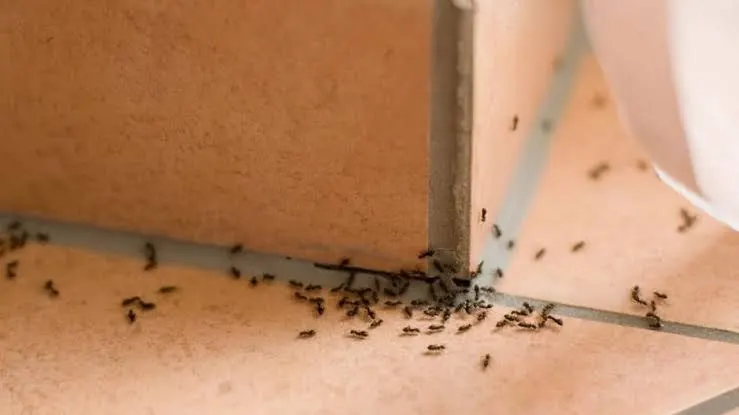 Fourmis ailées sur un seuil : signe d'un essaimage proche