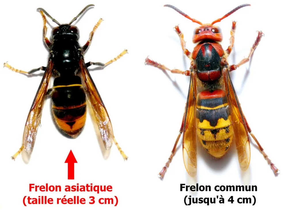 Asiatique ou européen : 3 cm contre 4, pattes jaunes