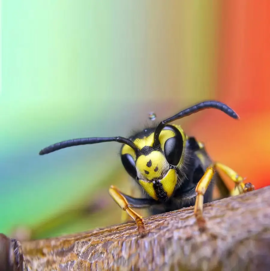 Guêpe commune : 1,5 cm, corps rayé jaune et noir