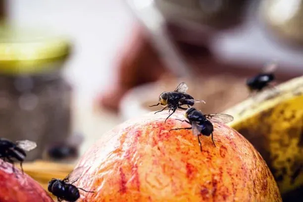 Corbeille de fruits : le foyer le plus fréquent en cuisine