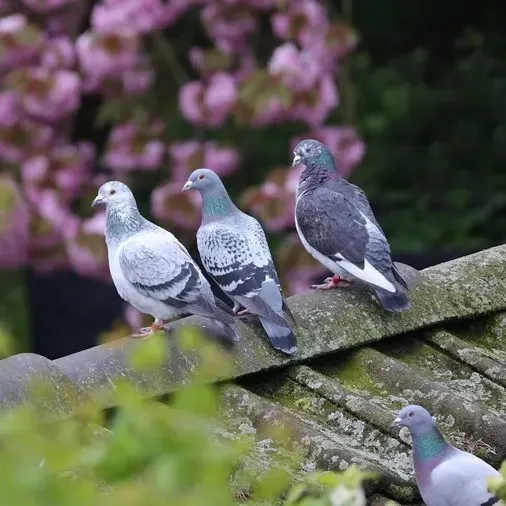 Pics et filets, posés sans nuire aux oiseaux