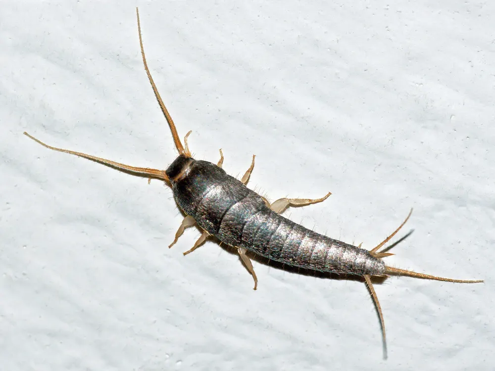 Lepisma saccharina : 1 cm, nocturne, attiré par l'humidité