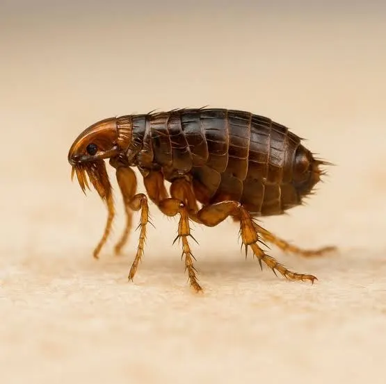 La puce adulte ne représente que 5 % de l'infestation