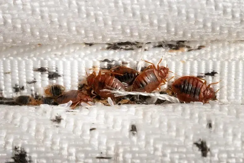 Coutures de matelas : leur cachette habituelle