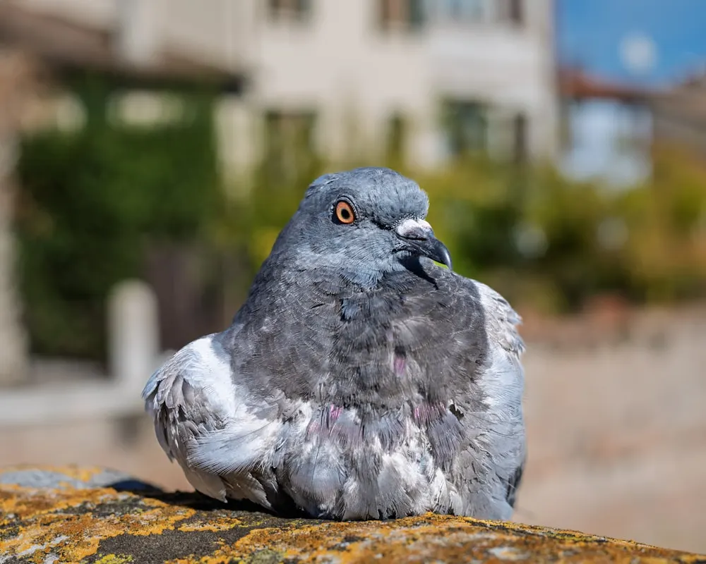 Signes de présence : pigeons et volatiles